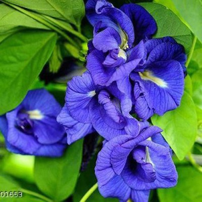 SeeGreen Aparajita Double Mixed Seeds All Color, Butterfly Pea Seeds, Clitoria Ternatea Seed(15 per packet)