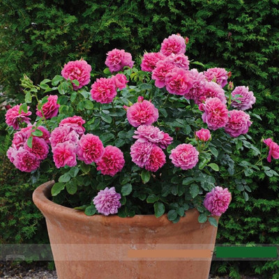 LPR FLOWER MIX Seed(5 per packet)