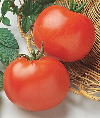 LPR TOMATOO,TAMATARR Seed(40 per packet)