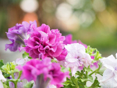 CYBEXIS Petunia F1 Double Glorious Mix Seeds - Superior Branching, More Flowers Seed(1 g)