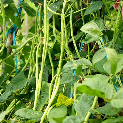 CYBEXIS Yard Long Beans800 Seeds Seed(800 per packet)