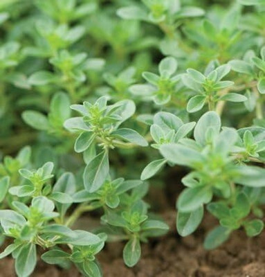 Qualtivate RES-1A Wild Creeping Thyme Seeds Seed(50 per packet)