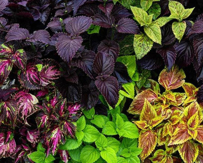 MYAT Coleus Pinto Mix Flower Seeds Heirloom Seed(80 per packet)