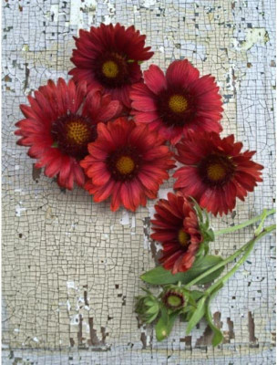 Avysa MESA RED GAILLARDIA Seed(60 per packet)