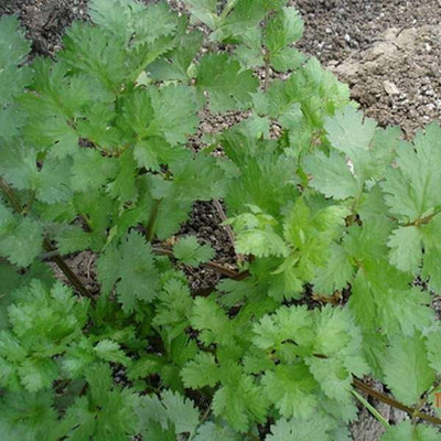Quentova Organic Cilantro/Coriander Seed(2000 per packet)