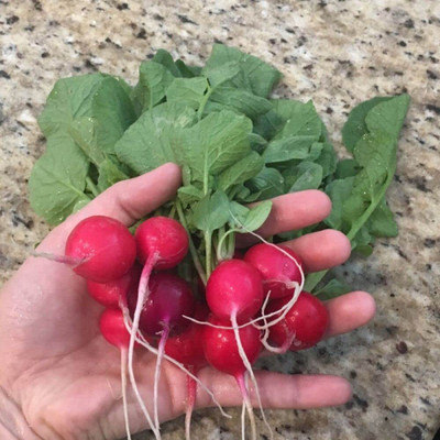 Aywal Mooli Seeds - (Red Round Radish) Seed(600 per packet)