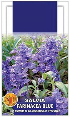CYBEXIS Salvia Fireball Flower Seeds Seed(1 g)