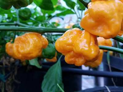 KNESSiN Yellow Scotch Bonnet Pepper Seeds for Home Gardening-(1200 Seeds) Seed(1200 per packet)