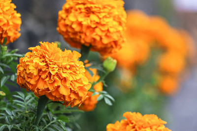 nature boon marigold/gende ka phool flower seeds Seed(50 per packet)