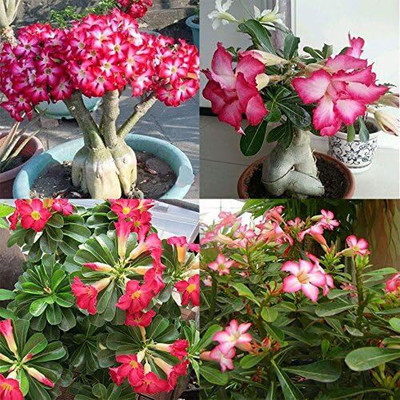 Qualtivate PAU-168 Imported Adenium Seed Seed(30 per packet)