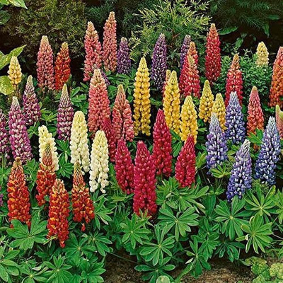 MAA Lupin Seed(10 per packet)