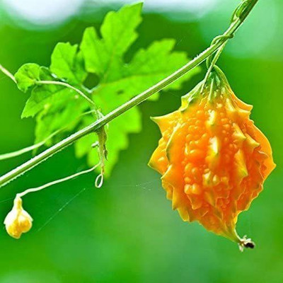 VibeX HUA-99 - Bitter Gourd - (100 Seeds) Seed(100 per packet)