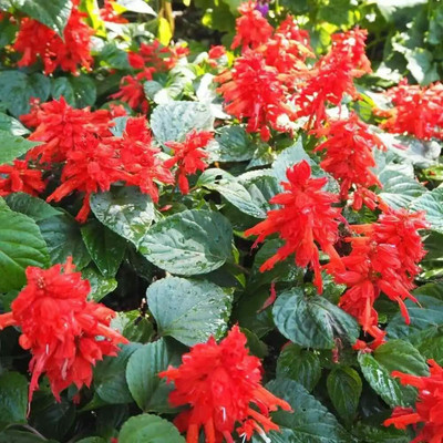Aywal Salvia Seed(20 per packet)