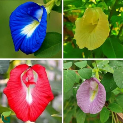 Khushi Prova Aparajita seeds all colours red, Highgermination Seed(42 per packet)
