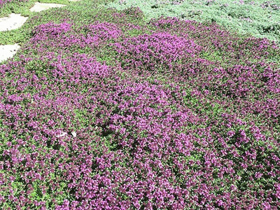 CYBEXIS NDIR-85 - Creeping Thyme Culinary Herb - (1350 Seeds) Seed(1350 per packet)