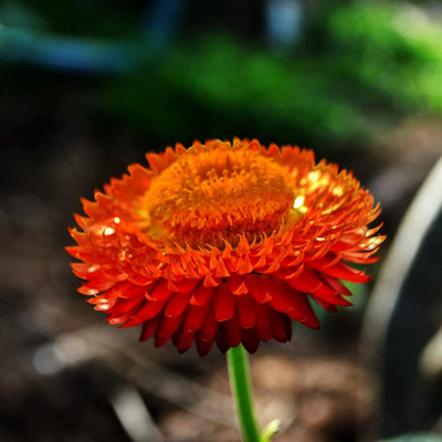 Aywal Helichrysum Flower Seed(70 per packet)