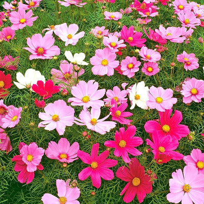 Aywal Cosmos bipinnatus ‘Cupcakes White’ Seed(9 g)