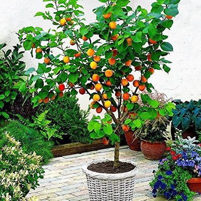 Aywal HYBRID FRESH RED APPLE Seed(18 per packet)