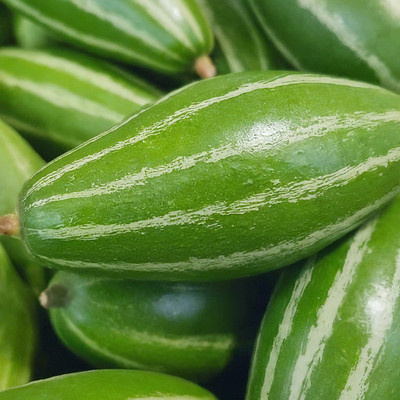 GREENSEA Hybrid Pointed Gourd, Parwal, Potol Seed(21 per packet)