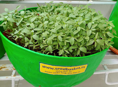 seedbasket Amaranth Seeds Seed(1 per packet)