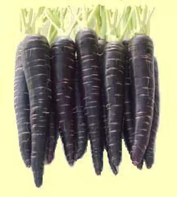 MAA Carrot Black, Gajar Seed(10 per packet)