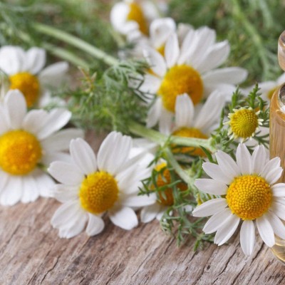 VibeX KGF -37 - German Chamomile - (750 Seeds) Seed(750 per packet)