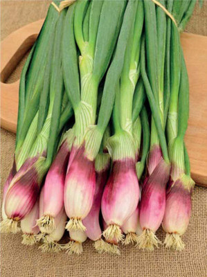 VibeX LX-98 - Red Welsh Onion - (13500 Seeds) Seed(13500 per packet)