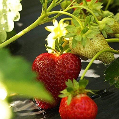 KNESSiN Red Strawberry/ Garden Strawberry Fruit [100 Seeds] Seed(100 per packet)