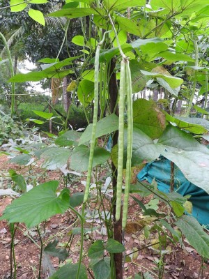 ASPEN Long Variety Karaamani | Long Thatta Payaru | Yard Long Beans Seed(25 per packet)