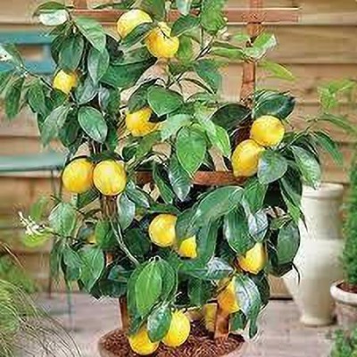 Aywal Citrus Limon (Lemon) Seed(18 per packet)