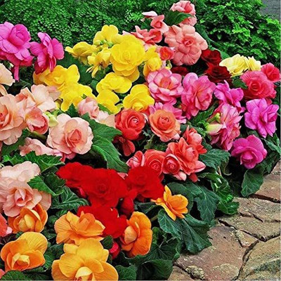 CYBEXIS NBIR-59 - Begonia Beautiful Multi-Colour Flowers - (30 Seeds) Seed(30 per packet)