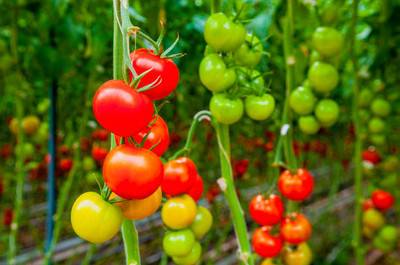 KOLKATA ORCHID ONLINE tomato Seed(70 per packet)