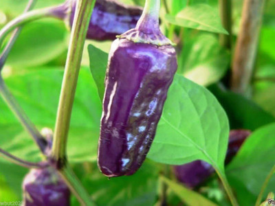 Qualtivate PUA5-A BLACK SCORPION TONGUE Chilli Seed(300 per packet)