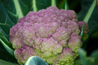 USTAR white cauliflower,gobhee seeds Seed(8 per packet)