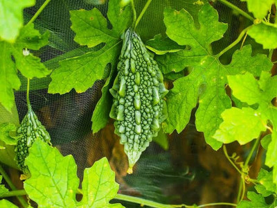 BSARKAR bitter gourd vegetable seed, vegetable seed Seed(30 per packet)