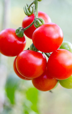 Tindaa tomato Seed(30 per packet)
