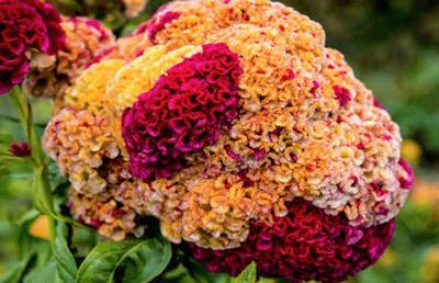 Avysa Cockscomb mixed Flower Seed(25 per packet)