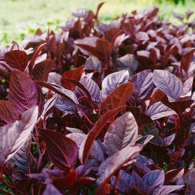 Aywal Cholai Red Saag Seed(540 per packet)