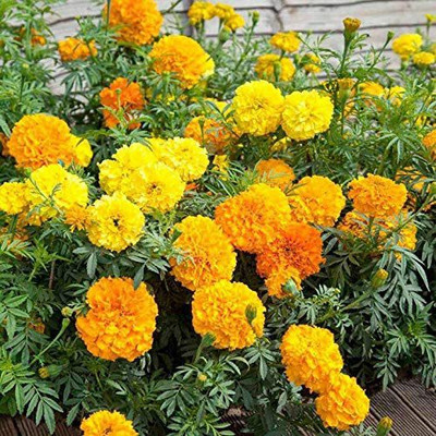 VibeX ® VXI-204 Mexican Marigolds Cool Mix Seed(500 per packet)