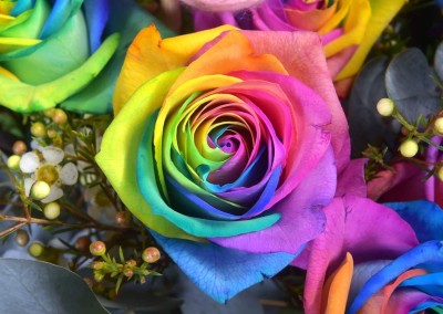 Qualtivate HYB-6A Rainbow Rose Flower Seeds Seed(25 per packet)