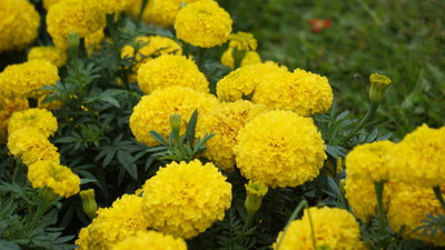 Radha Krishna Agriculture marigold/gende ka phool flower seeds Seed(50 per packet)