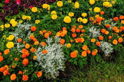 NATURE YARD marigold/gende ka phool flower seeds Seed(75 per packet)