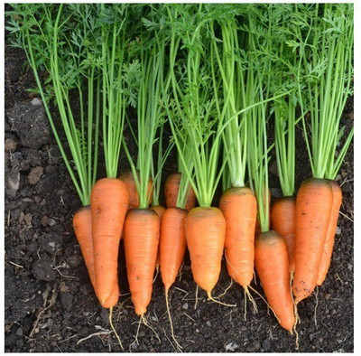 Quentova Orange Carrot Gajar-22W-VIC Seed(250 per packet)