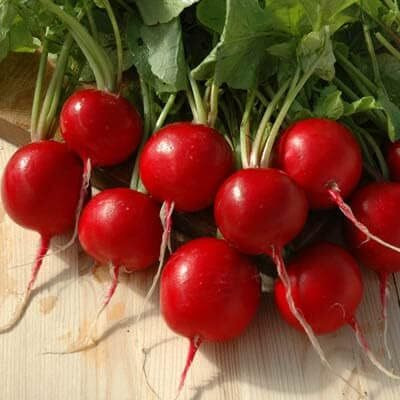 Qualtivate JXL-8AT Radish - Red Satin Seed(300 per packet)
