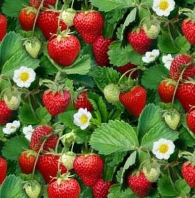 XOLDA Strawberry Seed Seed(25 per packet)