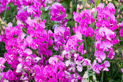 Lorvox Sweet Peas Flower Seed(45 per packet)