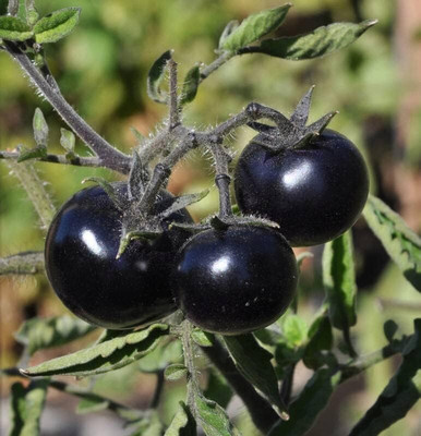 Biosnyg Indigo Rose Large Cherry Tomato Seeds For Gardening - (4000 Seeds) Seed(4000 per packet)