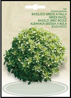 VibeX ® VMR-25 Greek Dwarf Basil (Ocimum basilicum) Seed(1000 per packet)