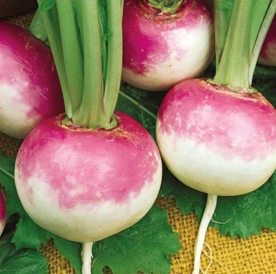 MYLAWN White Purple Ball Turnip/Shalgam Seed(1500 per packet)