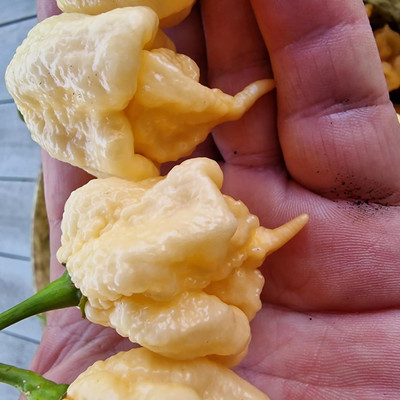 KNESSiN Open-Pollinated Peach Reaper Chilli Seeds For Gardening-(1200 Seeds) Seed(1200 per packet)